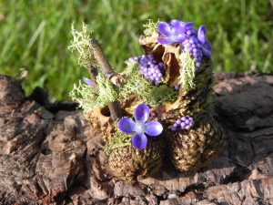 fairy stroller, black walnut and acorn